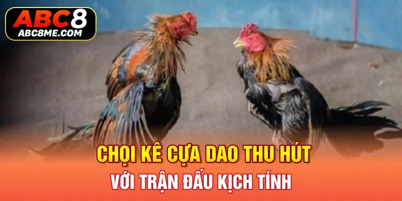 Đá Gà Campuchia ABC8 Và Những Thông Tin Mới Nhất Cần Biết Chọi kê cựa dao thu hút với trận đấu kịch tính