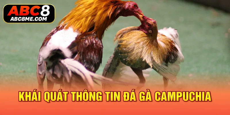Đá Gà Campuchia ABC8 Và Những Thông Tin Mới Nhất Cần Biết Khái quát thông tin đá gà Campuchia